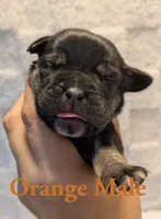 Orange , a male Cane Corso for sale in Schell City, MO – 2 of 8