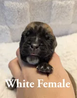 White , a female Cane Corso for sale in Schell City, MO – 2 of 8