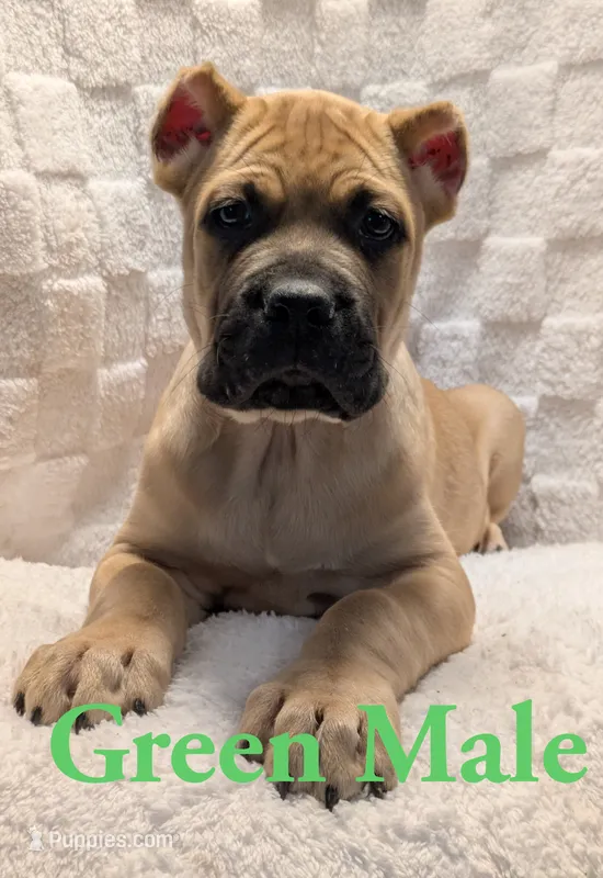 Green  – Cane Corso puppy for sale in Schell City, MO