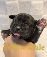 Yellow, a male Cane Corso for sale in Schell City, MO – 2 of 8