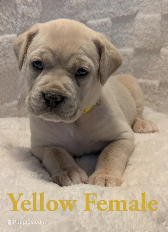 Yellow – Cane Corso puppy for sale in Schell City, MO