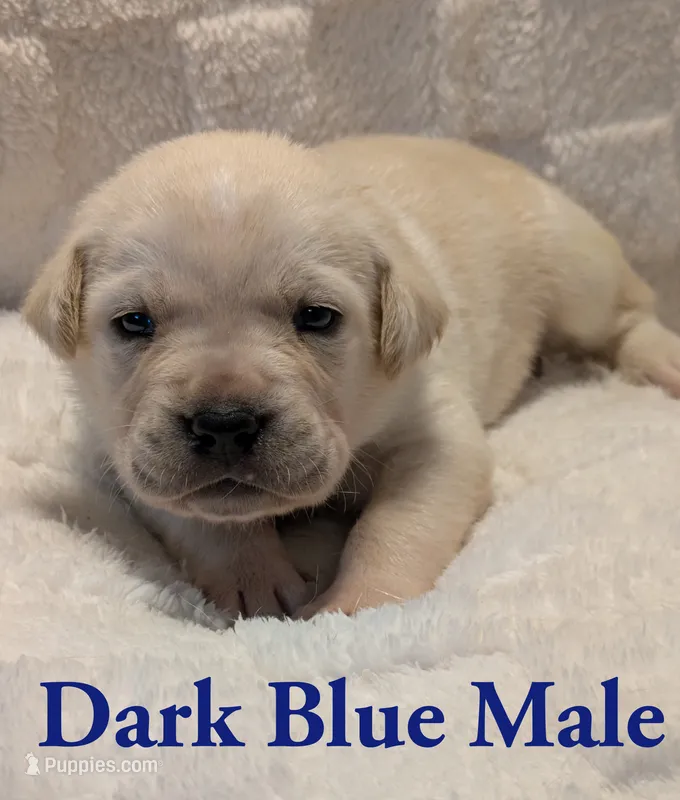 Dark Blue  – Cane Corso puppy for sale in Schell City, MO