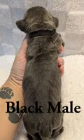Black , a male Cane Corso for sale in Schell City, MO – 4 of 8