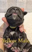 Yellow, a male Cane Corso for sale in Schell City, MO – 4 of 8