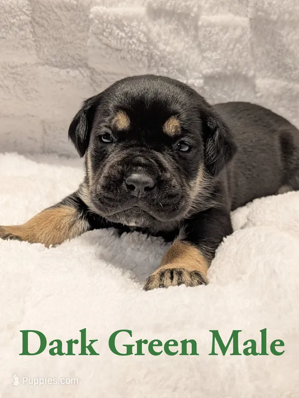 Dark green  – Cane Corso puppy for sale in Schell City, MO