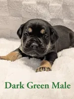 Dark green , a male Cane Corso for sale in Schell City, MO – 1 of 9
