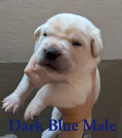 Dark Blue , a male Cane Corso for sale in Schell City, MO – 3 of 5