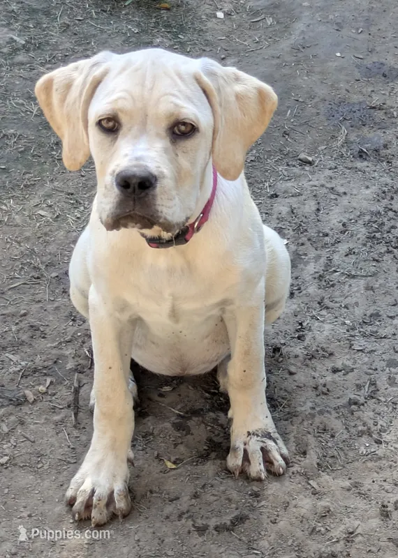 Dark Pink – Cane Corso puppy for sale in Schell City, MO