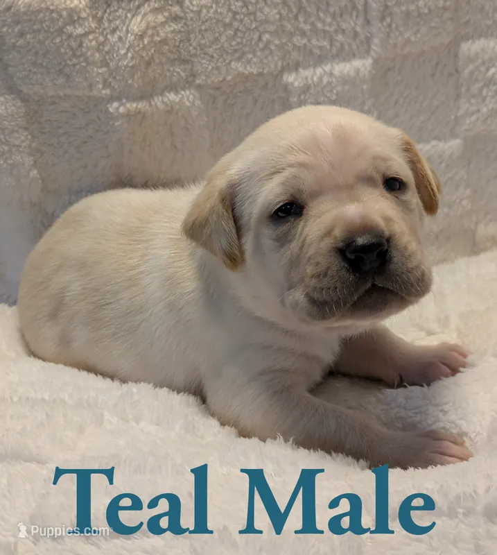 Teal – Cane Corso puppy for sale in Schell City, MO