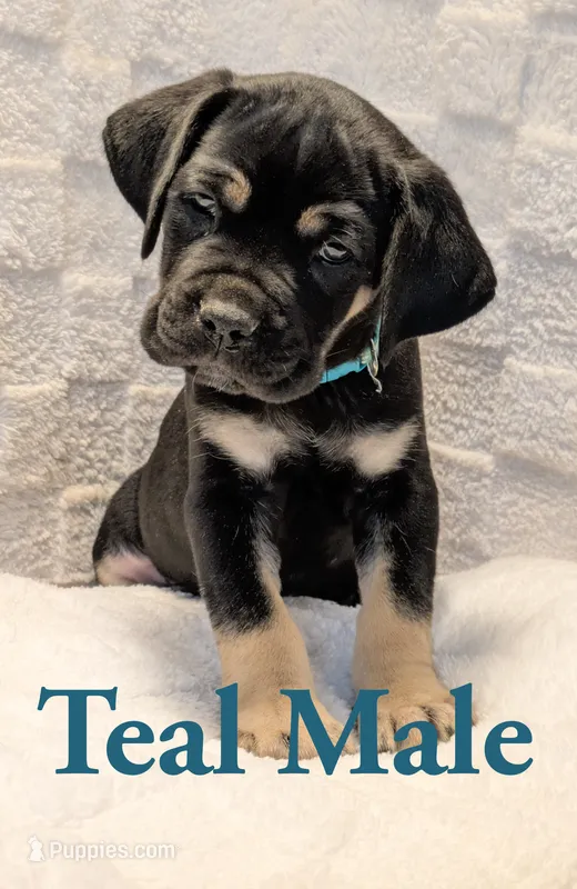 Teal – Cane Corso puppy for sale in Schell City, MO