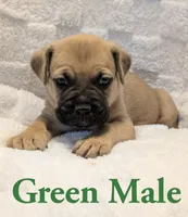 Green, a male Cane Corso for sale in Schell City, MO – 4 of 9