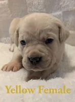 Yellow, a female Cane Corso for sale in Schell City, MO – 4 of 10