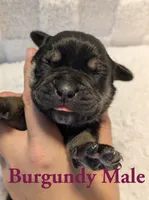 Burgundy, a male Cane Corso for sale in Schell City, MO – 3 of 8