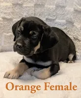 Orange , a male Cane Corso for sale in Schell City, MO – 4 of 9