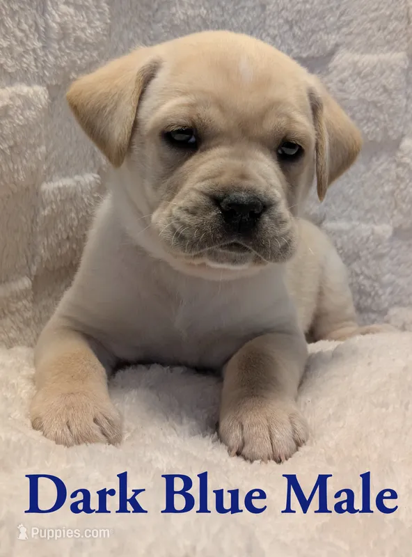 Dark Blue  – Cane Corso puppy for sale in Schell City, MO