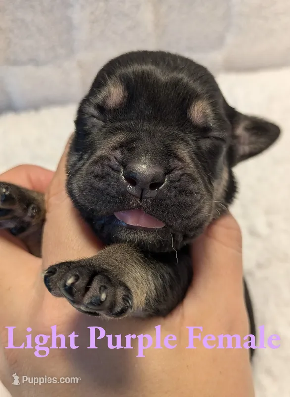 Light Purple  – Cane Corso puppy for sale in Schell City, MO