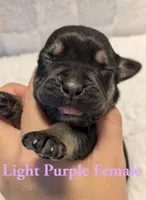 Light Purple , a female Cane Corso for sale in Schell City, MO – 2 of 8
