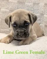 Lime Green , a female Cane Corso for sale in Schell City, MO – 4 of 9