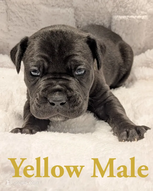 Yellow – Cane Corso puppy for sale in Schell City, MO