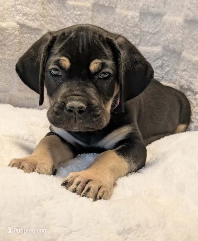 Light Purple  – Cane Corso puppy for sale in Schell City, MO