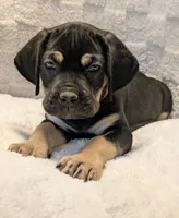 Light Purple , a female Cane Corso for sale in Schell City, MO – 1 of 9