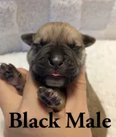 Black , a male Cane Corso for sale in Schell City, MO – 3 of 8
