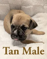 Tan , a male Cane Corso for sale in Schell City, MO – 2 of 9