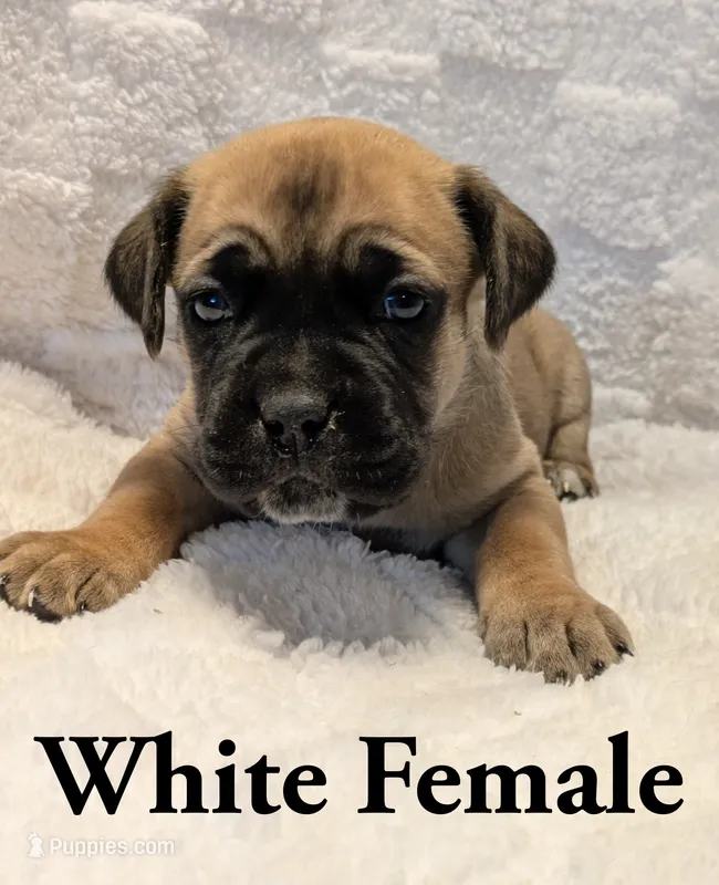 White  – Cane Corso puppy for sale in Schell City, MO