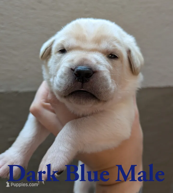 Dark Blue  – Cane Corso puppy for sale in Schell City, MO