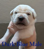Dark Blue , a male Cane Corso for sale in Schell City, MO – 1 of 5