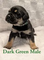 Dark green , a male Cane Corso for sale in Schell City, MO – 4 of 9
