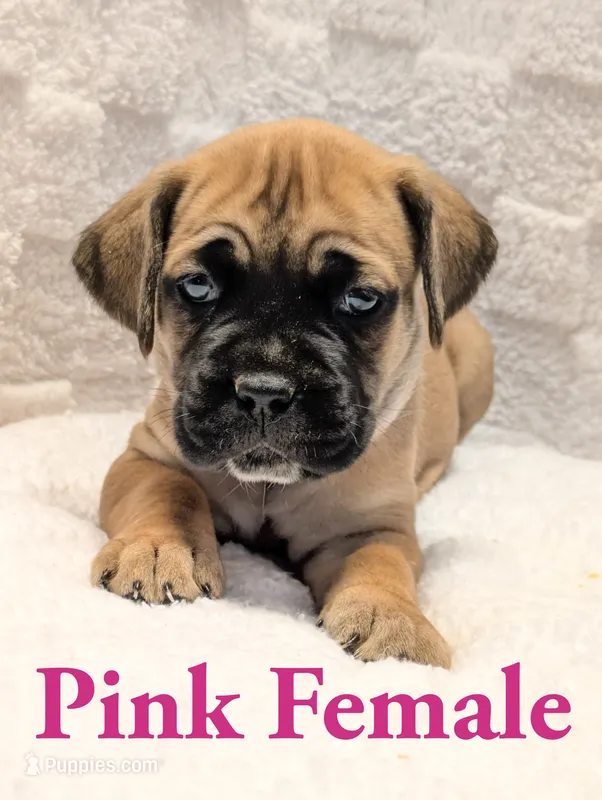 Dark Pink  – Cane Corso puppy for sale in Schell City, MO