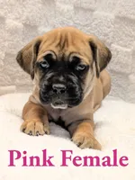 Dark Pink , a female Cane Corso for sale in Schell City, MO – 1 of 9