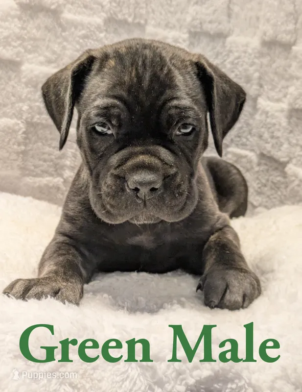 Green – Cane Corso puppy for sale in Schell City, MO