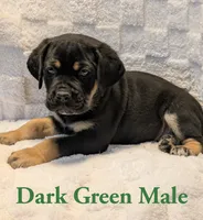 Dark Green , a male Cane Corso for sale in Schell City, MO – 2 of 6