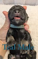 Teal, a male Cane Corso for sale in Schell City, MO – 4 of 8