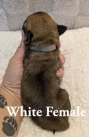 White , a female Cane Corso for sale in Schell City, MO – 4 of 8