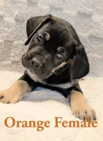 Orange , a male Cane Corso for sale in Schell City, MO – 2 of 9