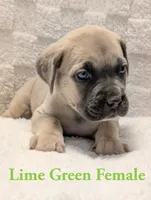 Lime Green , a female Cane Corso for sale in Schell City, MO – 5 of 9