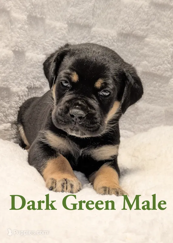 Dark green  – Cane Corso puppy for sale in Schell City, MO