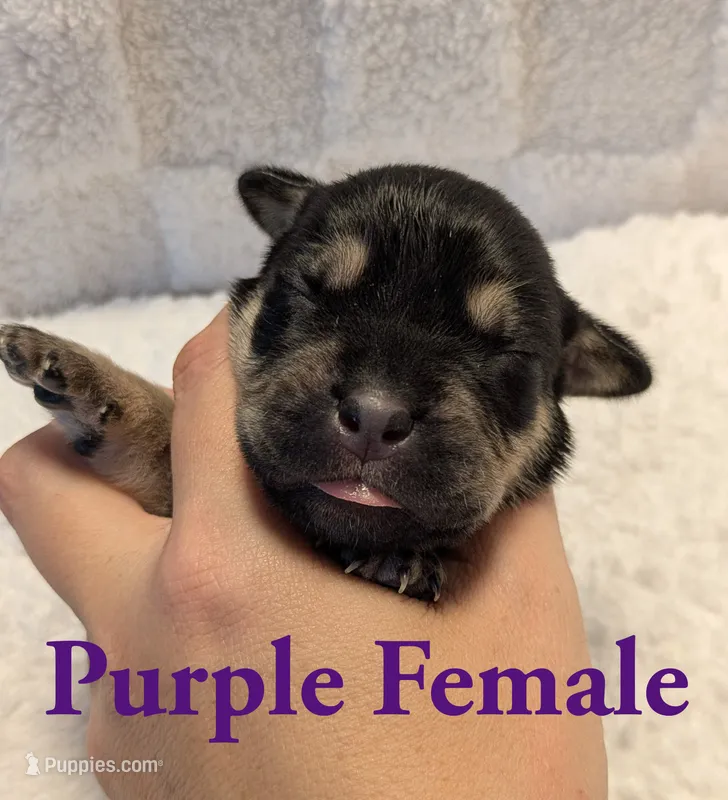 Purple  – Cane Corso puppy for sale in Schell City, MO