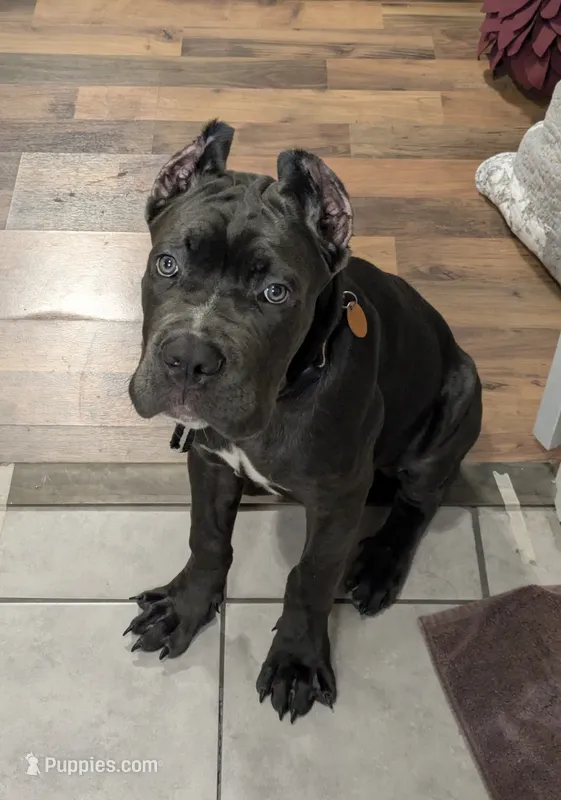 Bule Male – Cane Corso puppy for sale in Schell City, MO