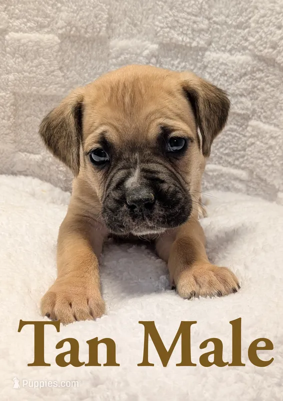 Tan – Cane Corso puppy for sale in Schell City, MO