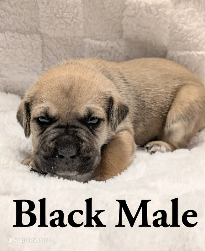 Black  – Cane Corso puppy for sale in Schell City, MO