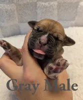 Gray, a male Cane Corso for sale in Schell City, MO – 4 of 8