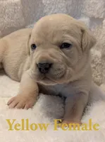 Yellow, a female Cane Corso for sale in Schell City, MO – 3 of 10