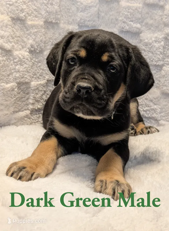 Dark Green  – Cane Corso puppy for sale in Schell City, MO
