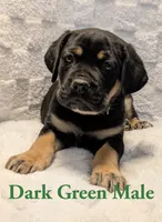 Dark Green , a male Cane Corso for sale in Schell City, MO – 1 of 6
