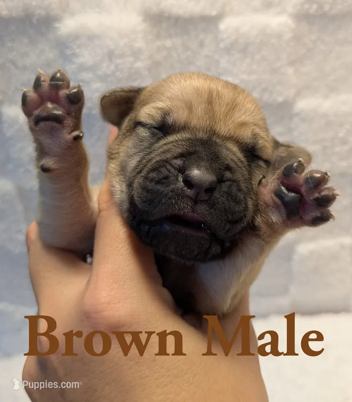 Brown – Cane Corso puppy for sale in Schell City, MO