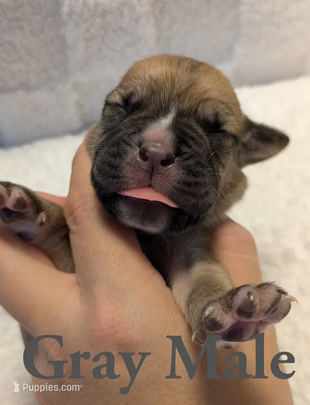 Gray – Cane Corso puppy for sale in Schell City, MO